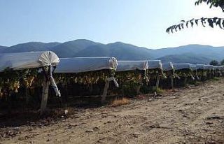 Sarıgöl’de yaş üzümün kilosu 70 lirayı gördü