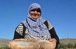 Sarıkamış’ta üretilen peynir işkembeye dolduruluyor