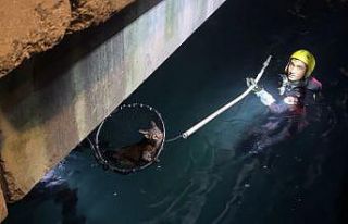 Sarıyer’de denize düşen kediyi kurtarma operasyonu