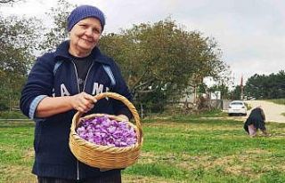 Serin hava ‘dünyanın en pahalı baharatı’nda...