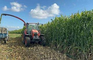 Silajlık Sorgum Hasadı etkinliği düzenlendi