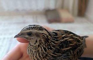 Şırnak’ta duyarlı vatandaş yaralı bıldırcını...