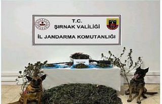 Şırnak’ta Jandarma ekiplerinden kaçakçılık...