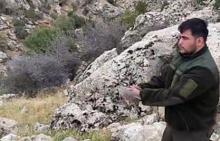 Şırnak’ta kınalı keklikler doğal yaşam alanlarına...