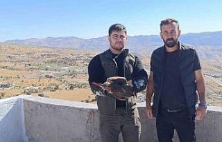 Şırnak’ta yaralı şahin tedavi altına alındı