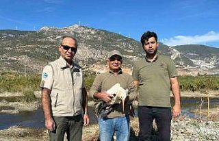 Sofya’dan Kuşadas’ına gelen yaralı leylek doğaya...