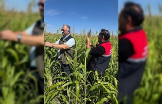 Sorgum ve sudan otlarında hasat dönemi kontrolleri...