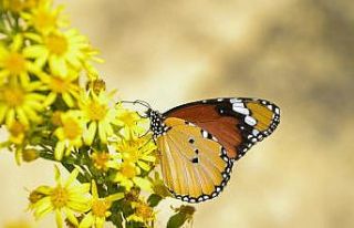 Sultan Kelebeği Manisa’da görüldü