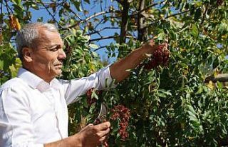 "Sumakçı Dede" bir ilke imza attığı...