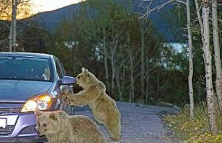 Sürü halinde dolaşan ayılar yiyecek için araçlara...