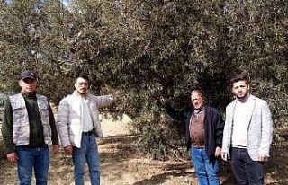 Susuzluk zeytin ağaçlarını da etkiledi
