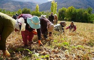 Tarımsal üretimin gerçek kahramanları kadınlardır