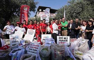 Tarsus’ta lösemili çocuklar için zeytin hasadı...