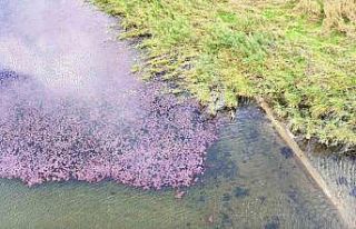 Terkos Gölü’nde mest eden manzara: Çiçekler...