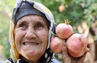 Tescilli Kuytucak narı bahçede 20 lira