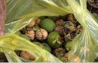 Tescilli Şebin cevizinde hasat başladı