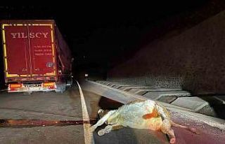 Tırın çarptığı inek telef oldu