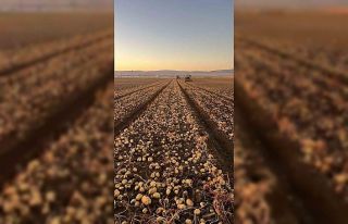 Tomarza’da patates hasadı tüm hızıyla devam...