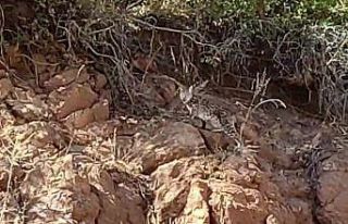 Tunceli’de nesli tükenme tehlikesi altında bulunan...