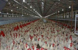 Türkiye’de kişi başına yılda 150 yumurta düşüyor