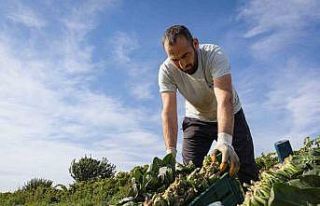 Türkiye’nin ıspanak deposunda hasat heyecanı