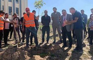 Üniversite yerleşkesinde çınar fidanları toprakla...