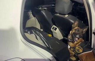 Uyuşturucu tacirleri ’Mia’nın burnuna takıldı