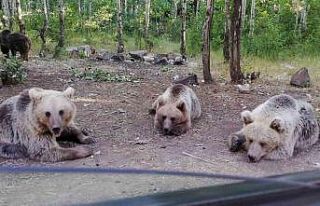 Uzmanlardan uyarı: Nemrut Krater Gölü’nde ayıları...