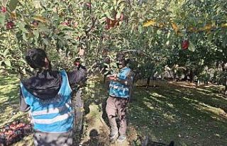 Vanlı hayırsever kadın, elma gelirini Gazze’ye...