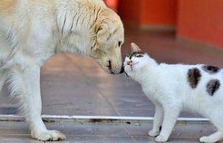 Veterinerler sokak hayvanları için tek ağız oldu