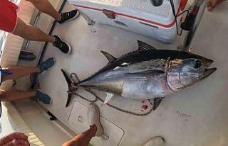 Yakaladığı dev orkinosları dostlarına ikram etti