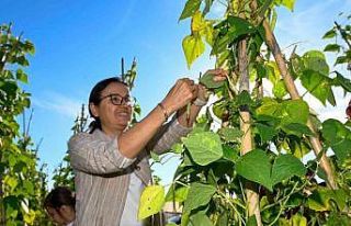 Yalova’da 65 çiftçiye 500 bin fide dağıtıldı