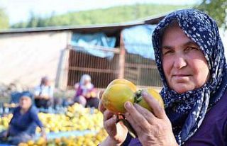 Yaş hurma 20, kurusu 200 lira