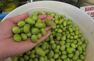 Yeni mahsul kırma-çizme zeytin satışa çıktı