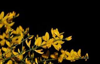 Yunanistan’da keşfettikleri çalı türüne ‘komşu...