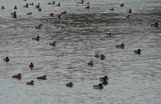 Yüzlerce yeşilbaş yaban ördeği Kars Çayı’nda