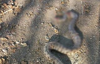 Zeytin toplarken engerek yılanı soktu