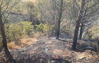 Zeytinlik alanda çıkan yangına havadan ve karadan...