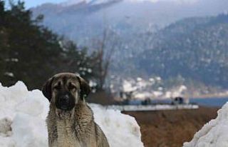 Abant Gölü’nde masalsı kış güzelliği