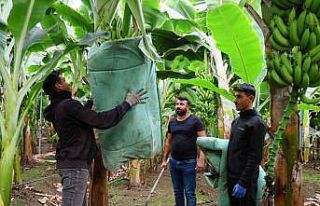 Adana’da ekim alanı 100 kat artan muzda hasat başladı