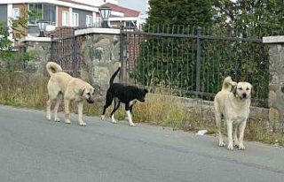Altınordu’da sokak köpekleri dehşeti: Bir kişi...