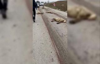 Amasya’da freni patlayan kamyon sürüdeki 17 koyunu...