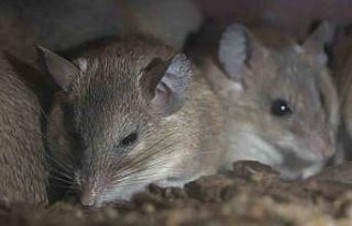 Anadolu dikenli farelerinin keyfi yerinde