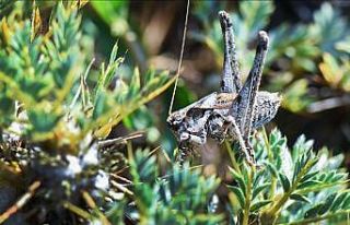 Anadolua cinsi çekirgenin iki yeni türü keşfedildi