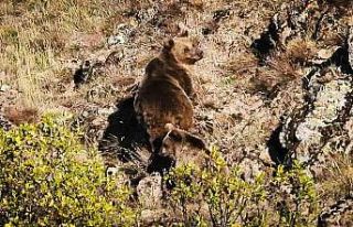 Ankara’da anne boz ayı ve 3 yavrusu görüntülendi
