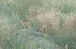 Annelerinin yiyecek getirmesini bekleyen iki yavru...