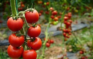 Antalya’da Ekim ayında domates miktarı geçen...