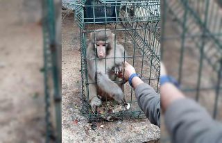 Antalya’da izinsiz Rhesus Maymununu besleyen şahsa...