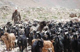 Antalya’da Yörüklerin yayladan dönüşü başladı