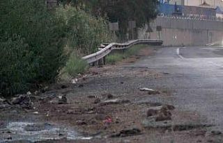 Araçlardan dökülen tahıllarla beslenen fareler,...